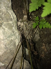 Cystopteris laurentiana image