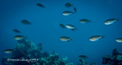 Pycnochromis vanderbilti