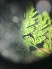 Cystopteris laurentiana image