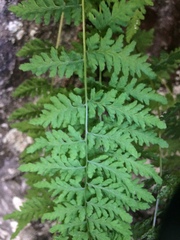 Cystopteris laurentiana