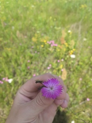 Dianthus borbasii