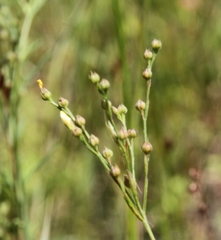 Linum medium texanum