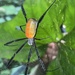 Western Blackleg Orbweaver - Photo (c) Stefaneakame, some rights reserved (CC BY-NC), uploaded by Stefaneakame