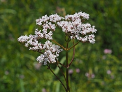 Valeriana officinalis