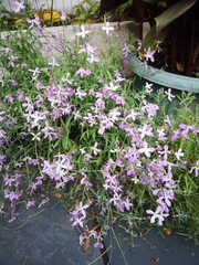 Matthiola longipetala