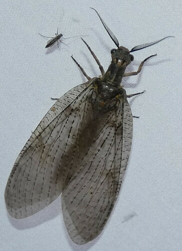 Summer Fishfly photo 5