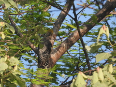 Melanerpes chrysogenys