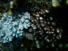 Cladiella