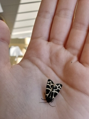 Apantesis nevadensis