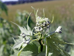 Ripariosida hermaphrodita