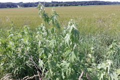 Ripariosida hermaphrodita