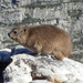 Hyraxes - Photo no rights reserved, uploaded by Zygy