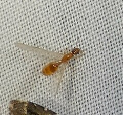 Solenopsis carolinensis