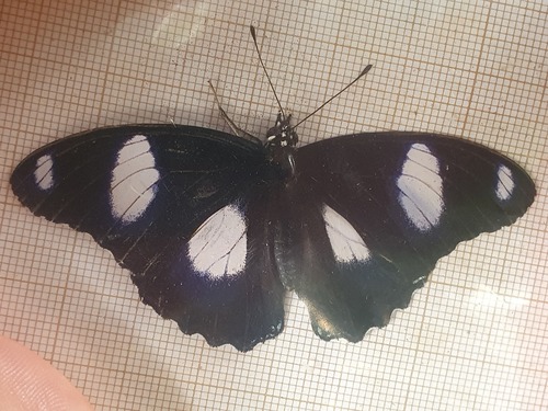 Danaid Eggfly