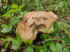 Suillus variegatus