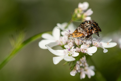 Tebenna bjerkandrella