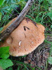 Suillus variegatus