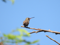 Phaeoptila sordida
