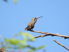 Phaeoptila sordida