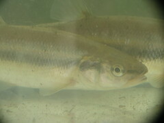 Semotilus atromaculatus