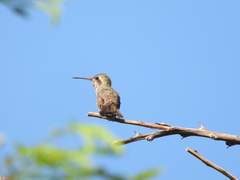 Phaeoptila sordida