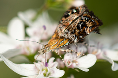 Tebenna bjerkandrella