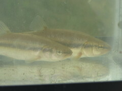 Semotilus atromaculatus