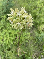 Asclepias lynchiana