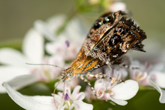 Tebenna bjerkandrella