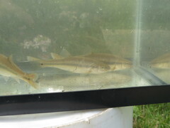 Semotilus atromaculatus