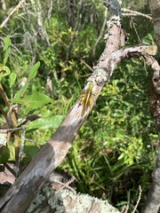 Schistocerca alutacea