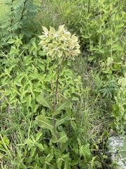 Asclepias lynchiana