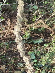 Strophanthus gerrardii