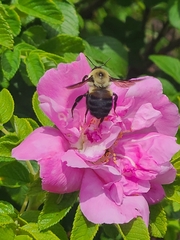 Bombus griseocollis