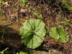 Begonia monophylla