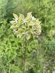 Asclepias lynchiana