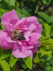 Bombus griseocollis