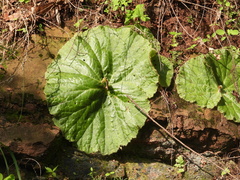 Begonia monophylla