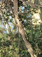 Strophanthus gerrardii