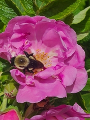 Bombus griseocollis