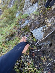 Oxytropis scammaniana