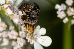 Tebenna bjerkandrella