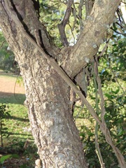 Strophanthus gerrardii