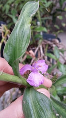 Coleotrype natalensis