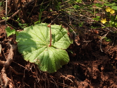 Begonia monophylla