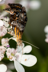 Tebenna bjerkandrella