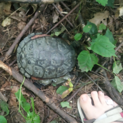 Emys orbicularis