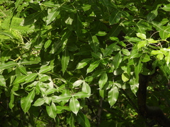 Bursera kerberi