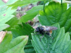 Laphria flava