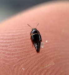 Coproporus ventriculus